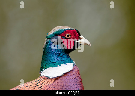 "Fagiano Phasianus colchicus" gioco colorato uccello lunga coda di grandi boschi "Bird" Alimentazione terra bella terra di uccelli nidificanti Foto Stock