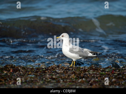 Mew o gabbiano comune alimentazione sul litorale a Qualicum, Isola di Vancouver, British Columbia. In Canada. SCO 8037 Foto Stock
