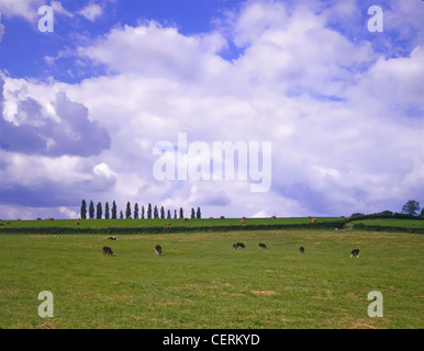 Rurale scena con il pascolo di bestiame nel campo. Foto Stock