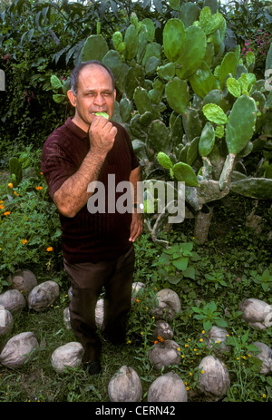 1 Un uomo messicano agricoltore mangiare ficodindia cactus, contatto visivo, vista frontale, nel villaggio di Ixtapa in stato di Jalisco in Messico Foto Stock