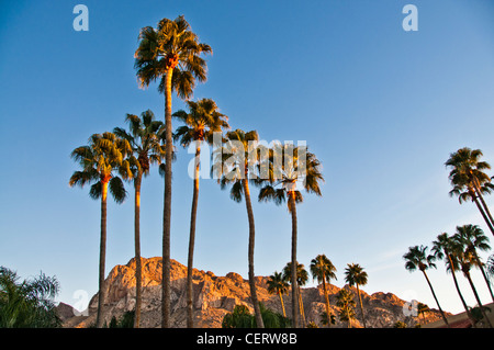Palme deserto montagna Foto Stock