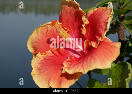 Varietà scarpa rossastro fiore in sfondi scenico del Kerala backwaters in India.fiore pattino noto anche come fiori di ibisco Foto Stock