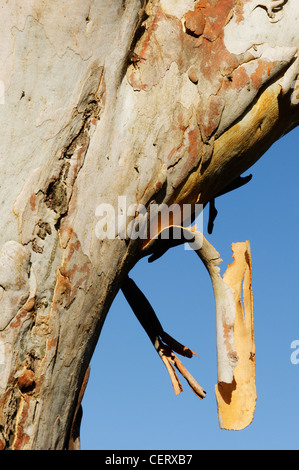 Un albero di gomma (eucalipto oreades) versando la sua corteccia nelle Blue Mountains in Australia Foto Stock