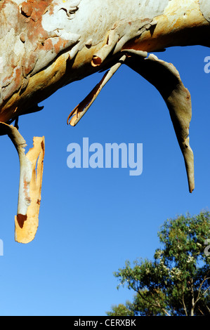 Un albero di gomma (eucalipto oreades) versando la sua corteccia nelle Blue Mountains in Australia Foto Stock