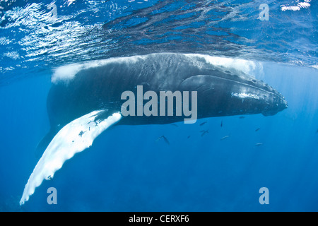 Un pieno di sesso femminile cresciuta Humpback Whale, Megaptera novaeangliae, superfici di respirare. Ella ha un vitello neonato nelle vicinanze. Foto Stock