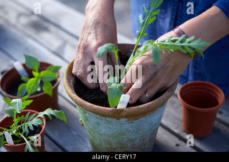 Donna (modello rilasciato) potting un impianto di rucola, Dorset, England, Regno Unito Foto Stock
