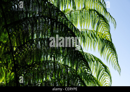 Felci nei boschi australiano Foto Stock