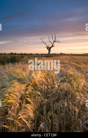 Un albero morto seduto in un campo di orzo in campagna di Norfolk. Foto Stock