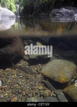 Jungle perch (Kuhlia rupestris) in piscina sottostante Wainibau Falls, Lavena passeggiata costiera, Bouma patrimonio naturale parco, Taveuni, Isole Figi Foto Stock