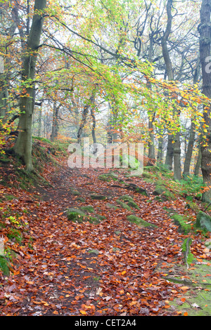 Padley Gorge in autunno, uno dei migliori esempi rimasti di querce e betulle boschi che un tempo ricoprivano molti picco scuro vall Foto Stock