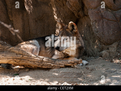 Lupo messicano (Canis lupus baileyi) in cattività a Palm Desert Living zoo in Palm Desert in California. Foto Stock