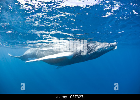 Una megattera di vitello, Megaptera novaeangliae, respira in superficie mentre la sua madre riposa vicino al mare al di sotto del pavimento. Foto Stock