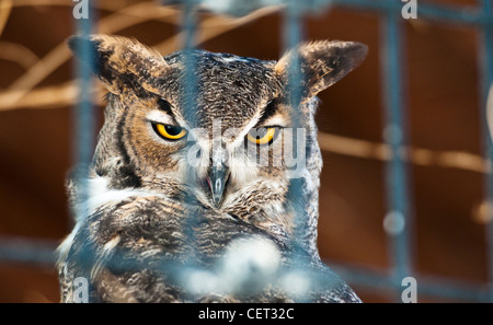 Un ferito, salvato grande gufo cornuto (Bubo virginianus) al Living Desert Zoo, Palm Desert, California Foto Stock
