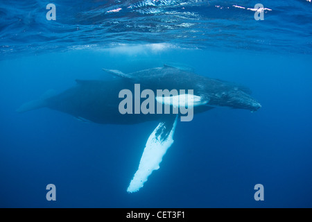 Madre e vitello megattere, Megaptera novaeangliae, nuotano appena sotto la superficie su di loro dei Caraibi parto motivi. Foto Stock