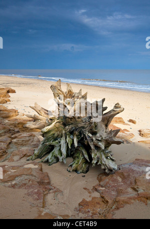 I resti di un ceppo di albero sulla spiaggia di Covehithe sulla costa di Suffolk. Foto Stock