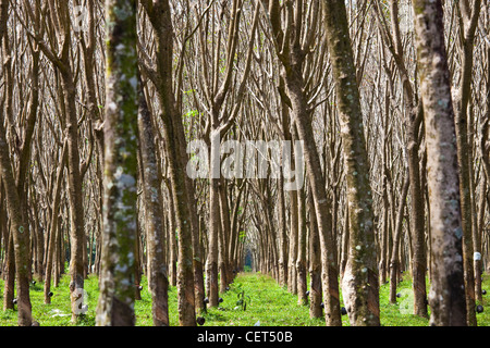 Gomma di piantagione di alberi in Phuket, Tailandia Foto Stock