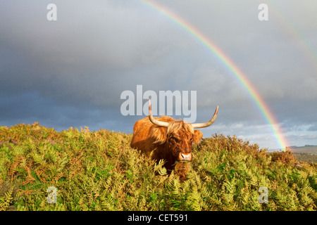 Cielo tempestoso producendo un arcobaleno su un altopiano di mucca sul bordo Baslow nel Parco Nazionale di Peak District. Foto Stock