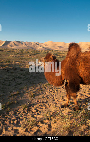 Twin humped Bactrian cammello nel deserto del Gobi della Mongolia Foto Stock