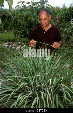 1, uno, uomo messicano, agricoltore, citronella, agriturismo, agricoltore, villaggio di Ixtapa, stato di Jalisco, Messico Foto Stock