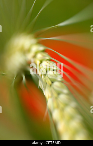 Una spiga di grano con campo di papavero in background Foto Stock