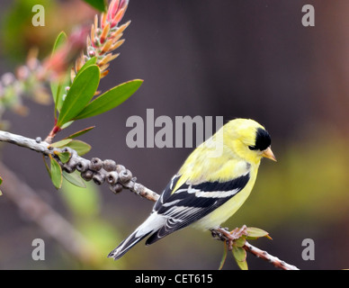 Goldfinch americano (Spinus tristis) arroccato su un ramo, piumaggio giallo brillante con cappello nero e ali, catturato in un ambiente naturale. Foto Stock