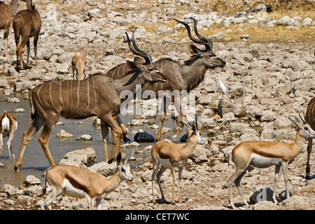 Maggiore kudus e springboks a waterhole, Okaukuejo, Etosha NP, Namibia Foto Stock