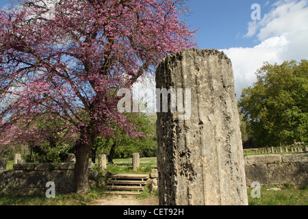 Alberi di mandorle, ruderi, Antica Olympia, Ilia, Peloponneso, Grecia Foto Stock