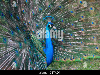 Peacock in piena giù display in Holland Park. Foto Stock