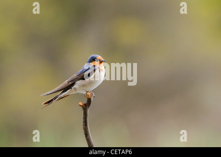 Benvenuti Swallow Hirundo neoxena fotografato in Tasmania, Australia Foto Stock