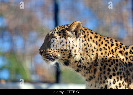 Leopardo iraniano Foto Stock