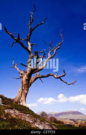 Un solitario albero sfrondato sulle colline del distretto del lago. Foto Stock