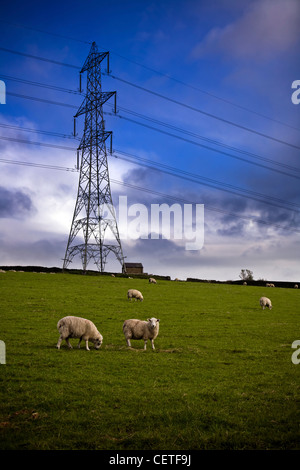 Pecora che pascola sui verdi pendii al di sotto di un grande pilone del Peak District. Foto Stock