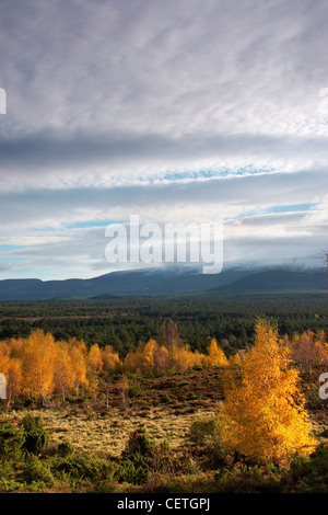 Rothiemurchus Bosco in autunno. Questa è la più bella pineta si trova nelle Highlands e contiene molte piante interessanti Foto Stock