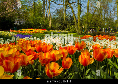 Molti colori di tulipani in giardini Keukenhof Lisse Holland Olanda UE Europa Foto Stock