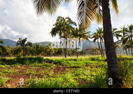 Palma plantation alle Hawaii Foto Stock