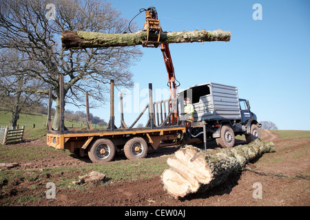 L'agricoltore nel Galles del Sud, il caricamento di un pianale con alberi che erano stati abbattuti in una tempesta utilizzando una meccanica a molletta. Foto Stock