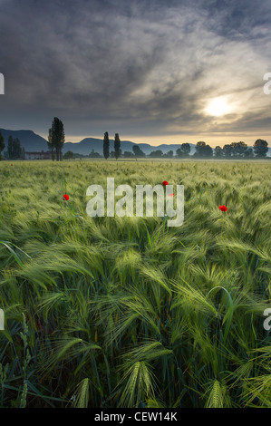 Un campo di orzo all'alba vicino a Gubbio in Umbria, Italia Foto Stock
