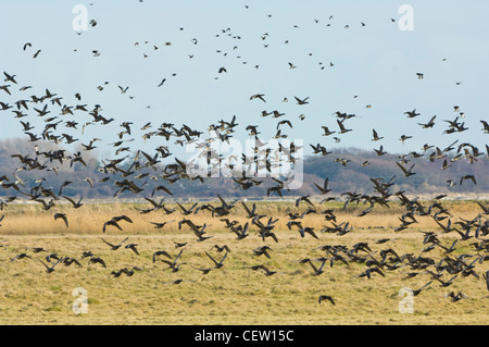 Brent Geese Branta bernicla Farlington Marshes Hampshire UK Foto Stock