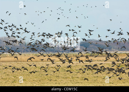 Brent oche Branta bernicla Farlington paludi Hampshire REGNO UNITO Foto Stock