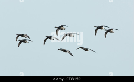 Brent oche Branta bernicla Farlington paludi Hampshire REGNO UNITO Foto Stock