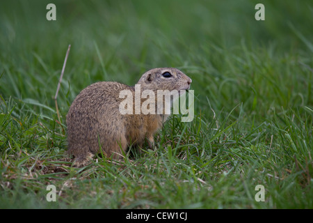 Ziesel, Spermophilus, SYN.: Citellus, scoiattolo macinato Foto Stock