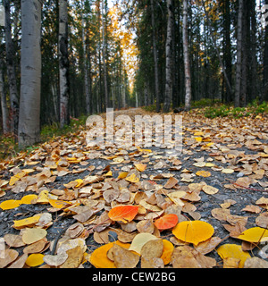 Bosco in autunno colori. Parco Nazionale di Denali. L'Alaska. Stati Uniti d'America Foto Stock