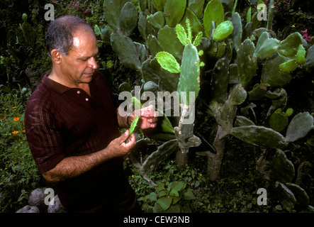 1 Un uomo messicano ispezione di ficodindia frutto su ficodindia cactus nel villaggio di Ixtapa in stato di Jalisco in Messico Foto Stock