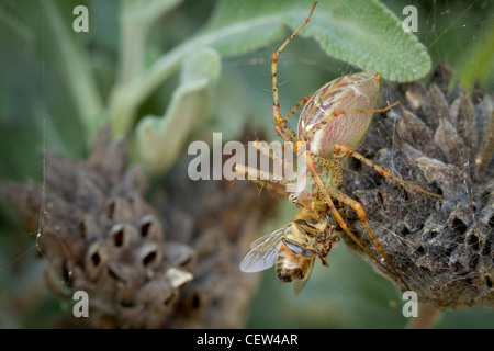 Verde spider lynx di mangiare il miele delle api in giardino, Los Angeles, California Foto Stock
