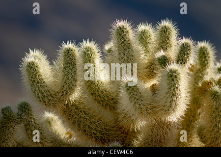 Teddy-bear cholla cactus a Joshua Tree National Park, California Foto Stock