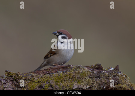Eurasian Tree Sparrow Feldsperling Passer montanus Foto Stock