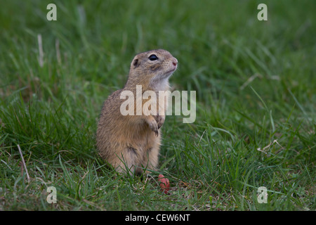 Ziesel, Spermophilus, SYN.: Citellus, scoiattolo macinato Foto Stock