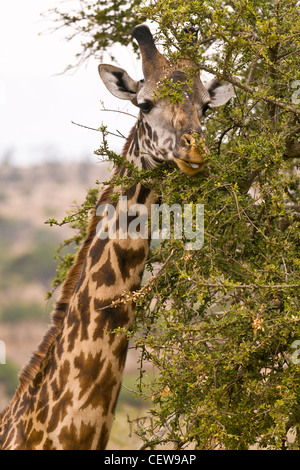 Primo piano di una giraffa di mangiare dalla struttura ad albero. Foto Stock