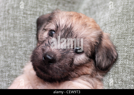 5 settimana maschio vecchio Glen of Imaal Terrier cucciolo Foto Stock