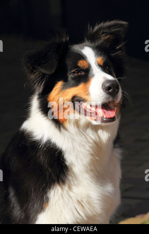 Ritratto di un collie cane seduti fuori in una soleggiata street Foto Stock